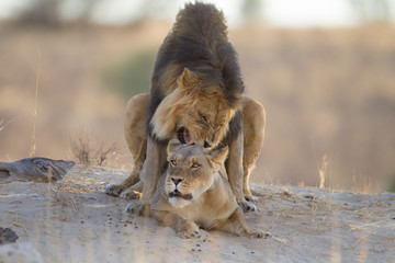 Mating lions, lion mating, in the wilderness of Africa