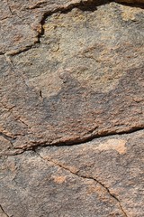 Rocks provide several important ecological roles in the Southern Mojave Desert of Joshua Tree National Park, including temperature regulation and shelter.