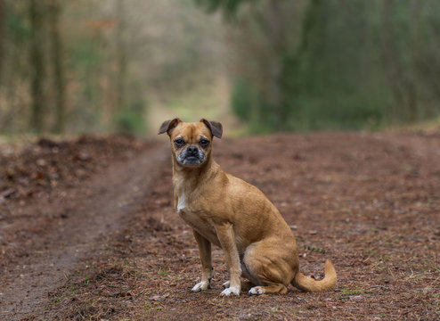 Kleiner Hund im Wald Retromops Mischling