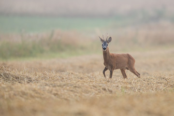 Roebuck - buck (Capreolus capreolus) Roe deer - goat