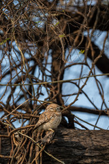 spotted owlet or Athene brama perched on  tree trunk in early morning blue hours at keoladeo national park or bharatpur bird sanctuary, rajasthan, india