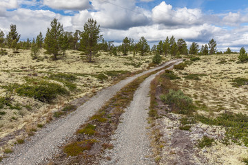 road passing through white moss background in the forest, selective focus