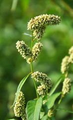Weeds of Persicaria lapathifolia grow in the field