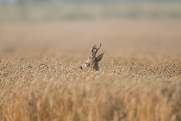Roebuck - buck (Capreolus capreolus) Roe deer - goat