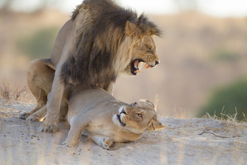 Mating lions, lion mating, in the wilderness of Africa