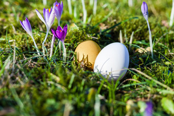 Easter eggs on green, mossy forest floor with first purple crocuses in the spring Easter. the first rays of sunshine in the year