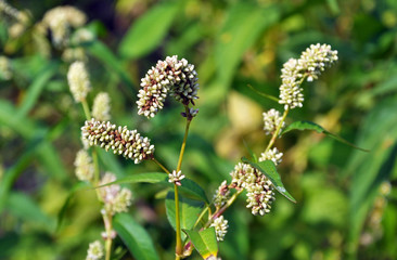Weeds of Persicaria lapathifolia grow in the field