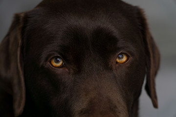 Hundeaugen Labrador