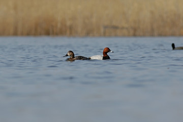 two ducks in the water