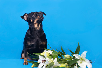 small black dog on a blue background with flowers