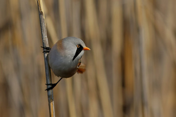 bird on a branch