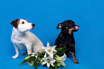 Obraz premium Jack Russell and a black dog on a blue background with flowers