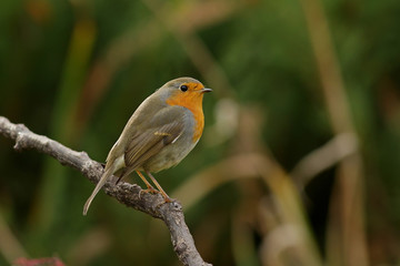 robin on a branch