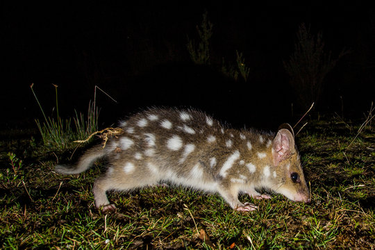 Southwest national park, Tsmania, Australia, March 2019: Eastern Quoll (Dasyurus viverrinus), endemic species of Tasmania