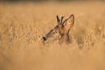 Roebuck - buck (Capreolus capreolus) Roe deer - goat