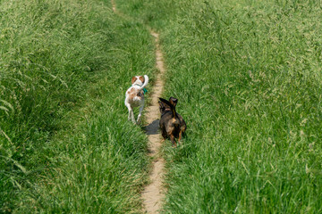 Kleine Hunde rennen