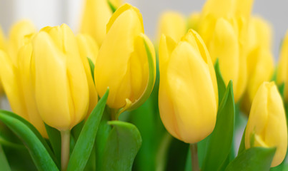 Floral blurred background. Spring yellow tulips.
