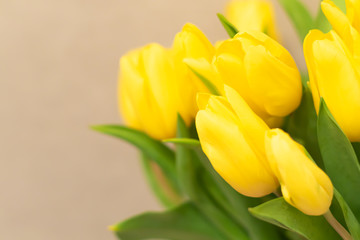 Fototapeta na wymiar Floral blurred background. Spring yellow tulips. Space for text.