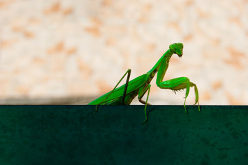 The green mantis sits on the railings of the veranda in the background of the house. The insect poses for a photo. Horizontal photo