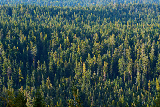 Evening view over the mountain forest in Oregon.