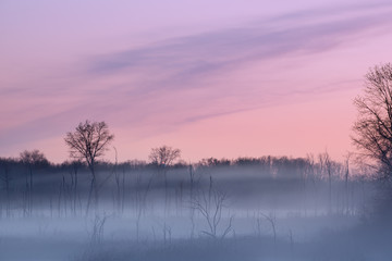 Early spring landscape of foggy marsh and bare trees at dawn, Fort Custer State Park, Michigan, USA