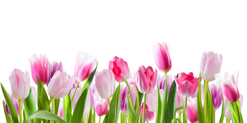 Pink tulip flowers isolated on white