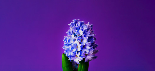 Obraz premium Festive concept from hyacinth flower in full bloom. Womens Day or Valentines Day. Template mock up of greeting card or text design. Close-up