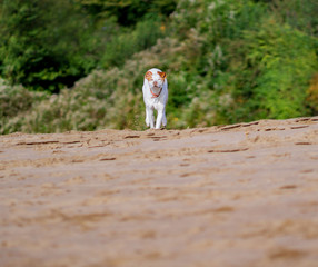 Mischling rennt am Strand