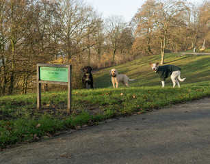 Hundewiese Stadt