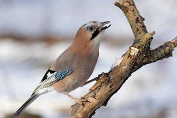 bird on a branch
