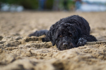 Hund liegt am Strand