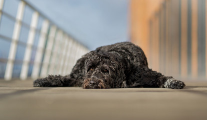 Hundemodel wasserhund