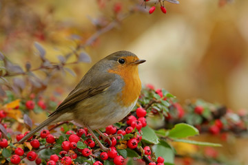 robin on a branch