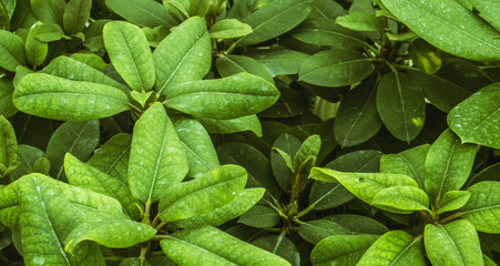 Green exotic leaves as natural tropical floral botanical pattern texture summer background
