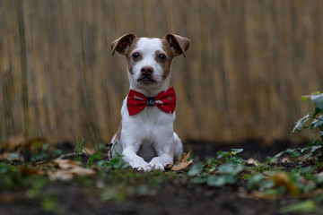 Hund mit Schleife süß