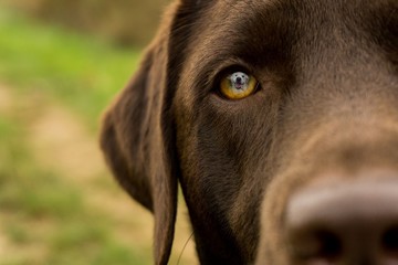 Labrador Auge