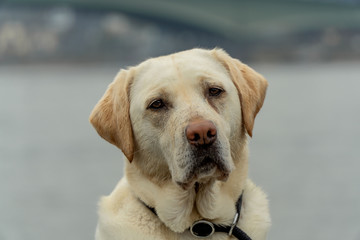 Labrador guckt s&uuml;&szlig;