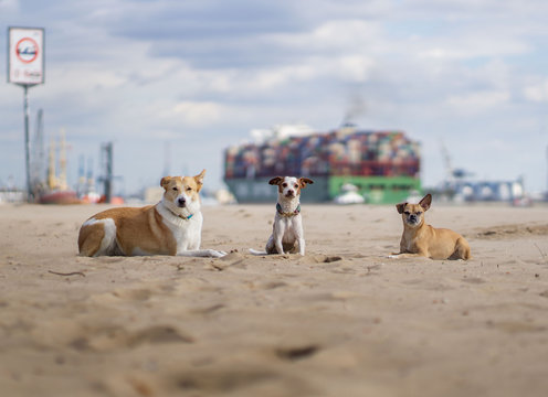 Drei Hunde am Elbstrand