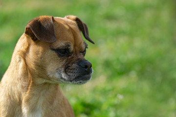 Retromops Mops Mischling Chihuahua 