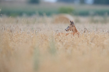 Roebuck - buck (Capreolus capreolus) Roe deer - goat