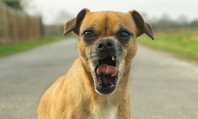 Hund gähnt