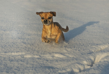 Hund rennt durch den Schnee