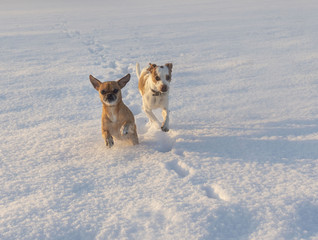 Hunde toben im Schnee