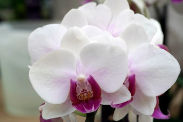 Naklejka na ściany i meble Close-up of the blooming flower of the orchid phalaenopsis.