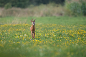 Roebuck - buck (Capreolus capreolus) Roe deer - goat