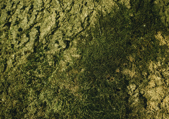moss on tree bark for background