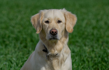 Golden Retriever Junghund
