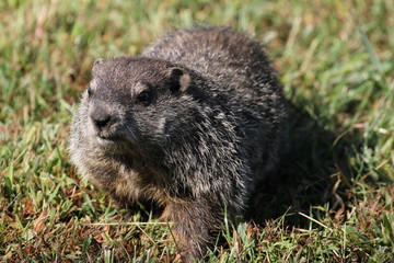 Wild Groundhog seen on a sunny day in Wheeling, West Virginia