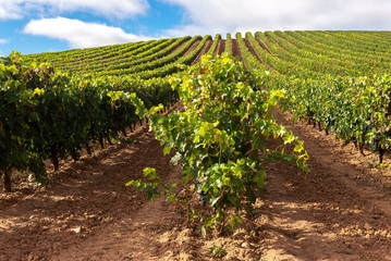 Vineyards in October, La Rioja, Spain