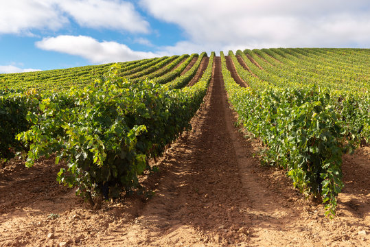 Vineyards in October, La Rioja, Spain